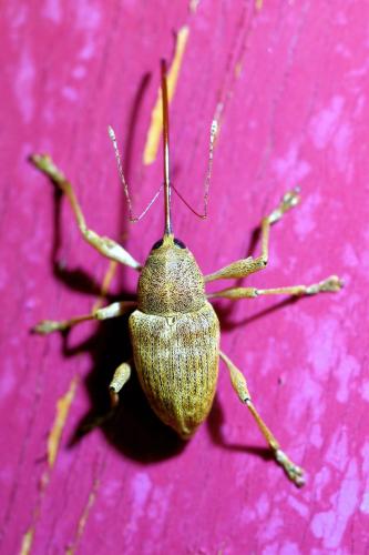Réf. 332 988 : Curculio elephas